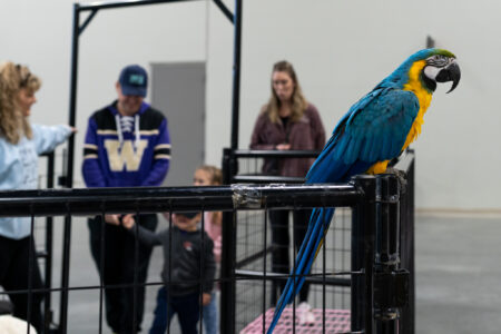 Alaska Potbelly Pig Rescue's parrot looks at the camera at the 2024 Best of Alaska Showcase